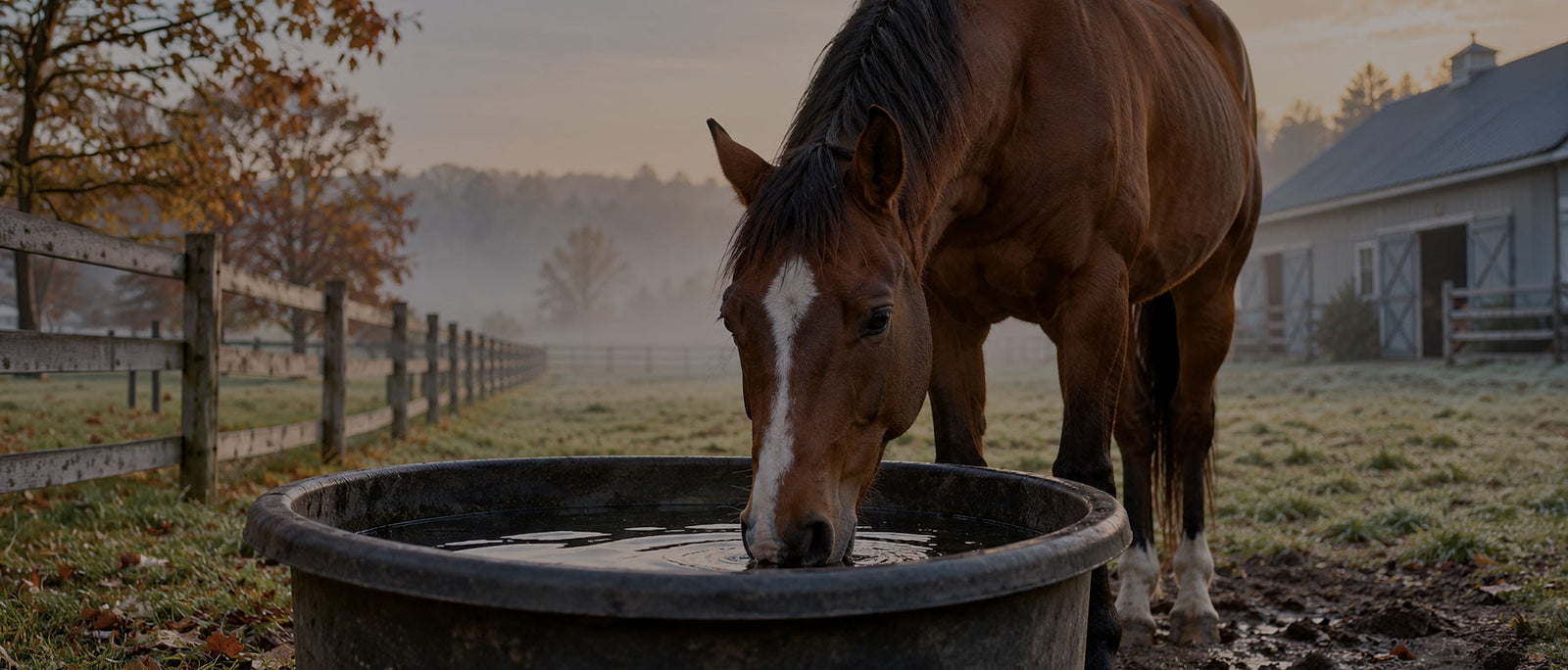 Horse drinking from a water trough on a cold morning, illustrating winter hydration and impaction colic risk.
