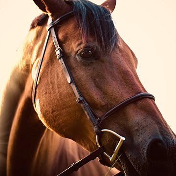 Copper Dash
