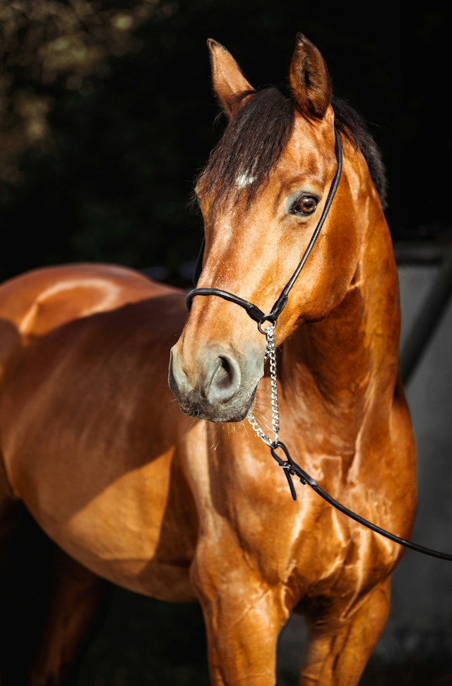Copper Dash